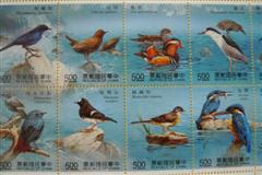 臺灣溪流鳥類
